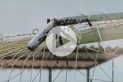 (VIDEO) Panal de abejas se posó en arco de Alianza Atlético e inquietó a Diego Melián