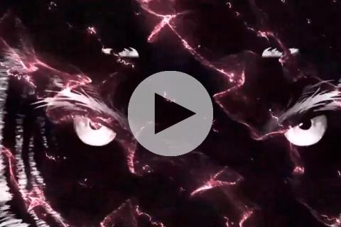 (VIDEO) ¡Ojo de 'Tigre'! Selección chilena y su subliminal mensaje por redes sociales