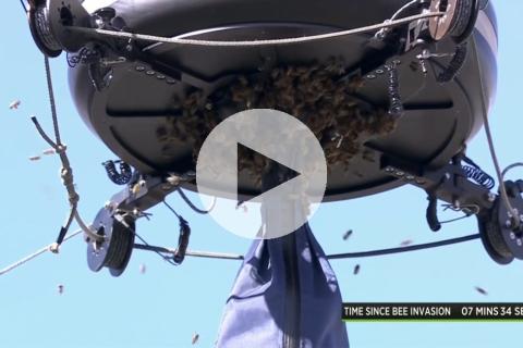 (VIDEO) Insólito: Invasión de abejas en pleno duelo entre Alcaraz y Zverev